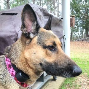 Meet your Posher, Dana